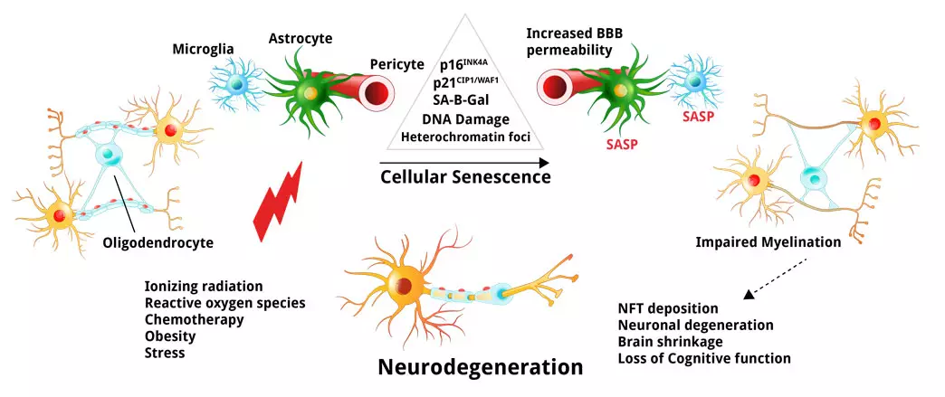 Visualization of severe Neurodegeneration and Neuroinflammation pathways