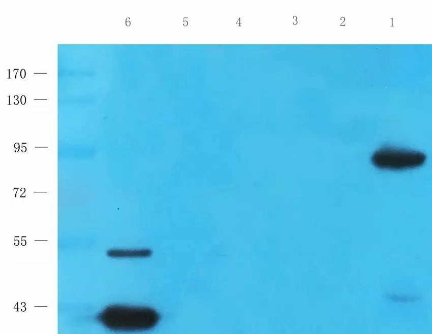 Western Blot analysis of PGC1 alpha across tissue lysates
