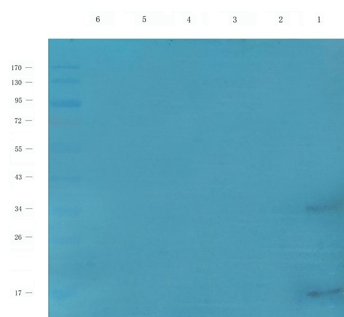 IL26 Rabbit Polyclonal Antibody