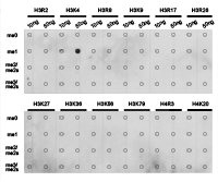 HIST3H3 Antibody