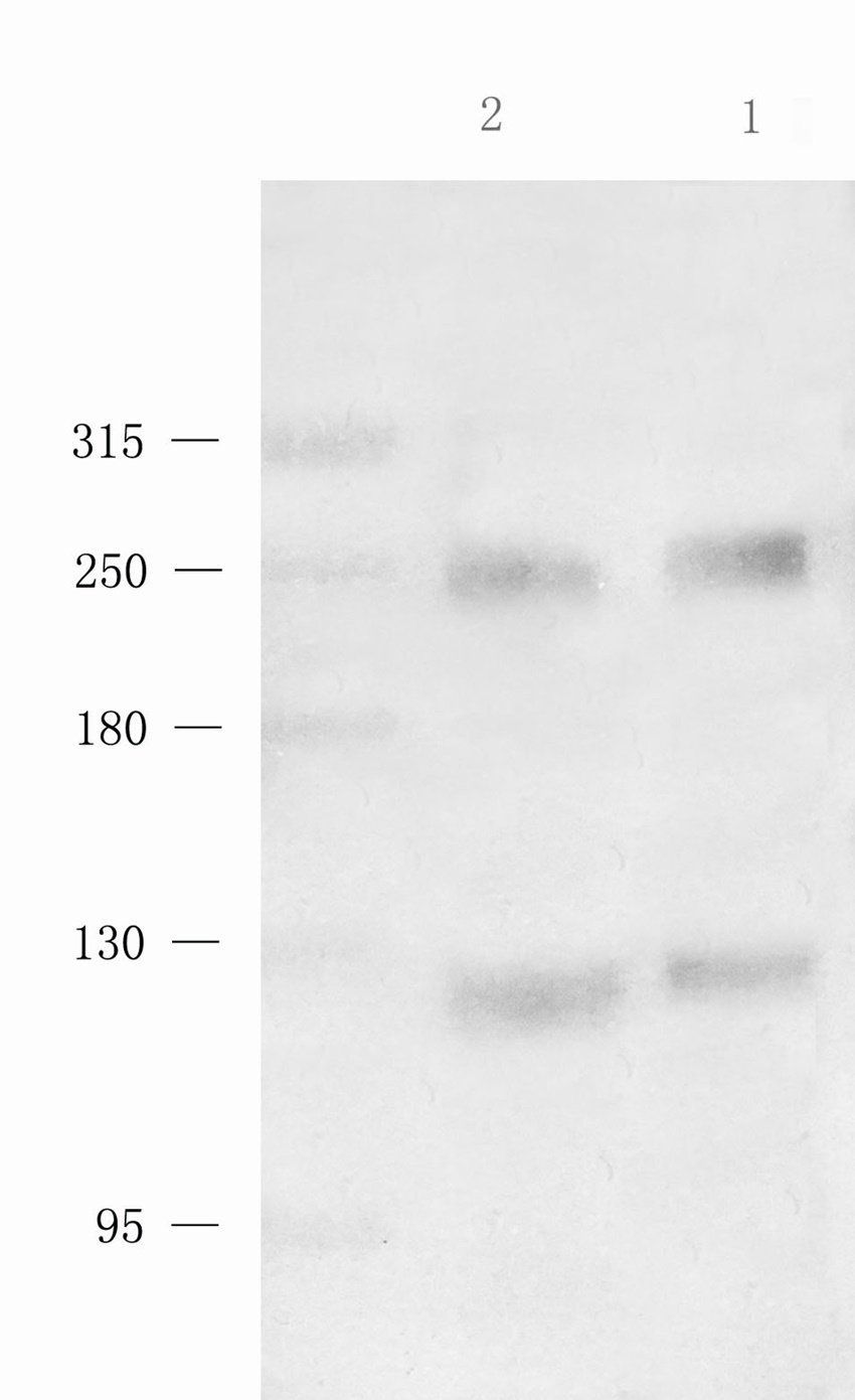 ATRX Rabbit Polyclonal Antibody