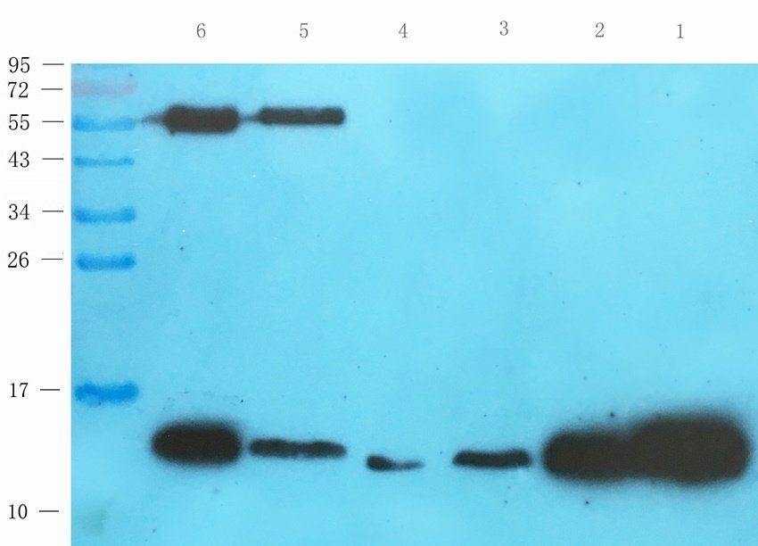 MIF Rabbit Polyclonal Antibody