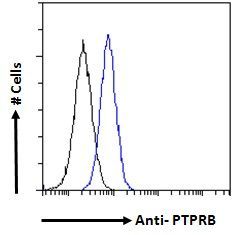 PTPRB Antibody
