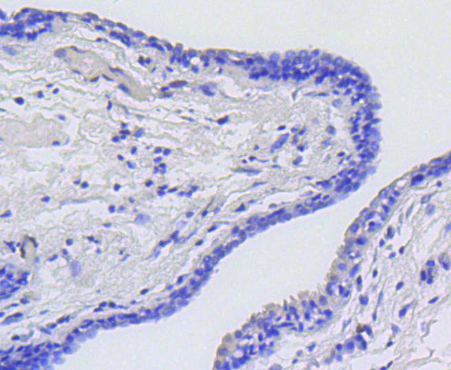 V-Myb/C-Myb(Phospho-Ser11) Rabbit mAb Antibody