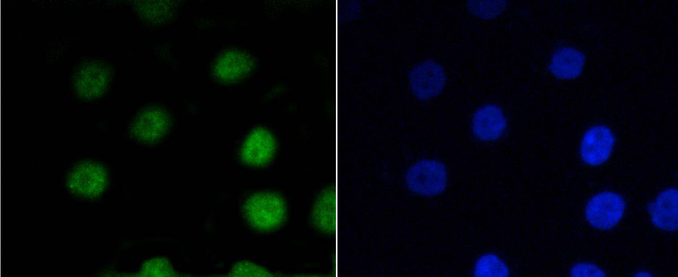V-Myb/C-Myb(Phospho-Ser11) Rabbit mAb Antibody