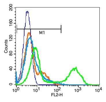 CD7 Rabbit Polyclonal Antibody
