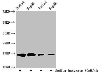 HIST1H3A Antibody