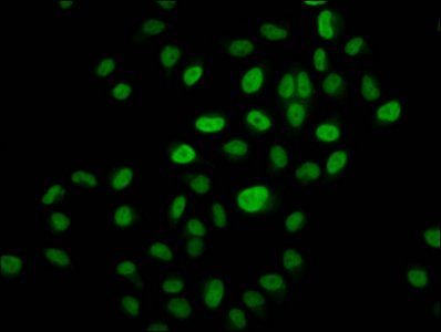 HIST1H3A Antibody