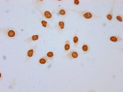HIST1H3A Antibody