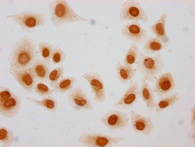 HIST1H3A Antibody