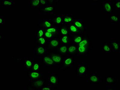 HIST1H3A Antibody