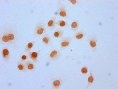 HIST1H3A Antibody