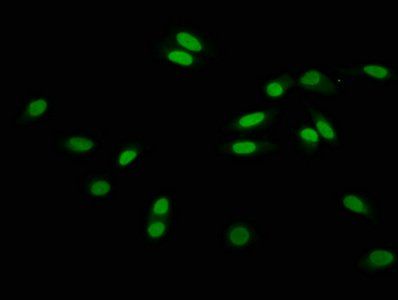 HIST1H3A Antibody