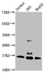 HIST1H3A Antibody