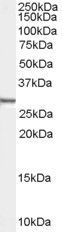 Syntenin/SDCBP Antibody