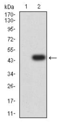 PINK1 Antibody