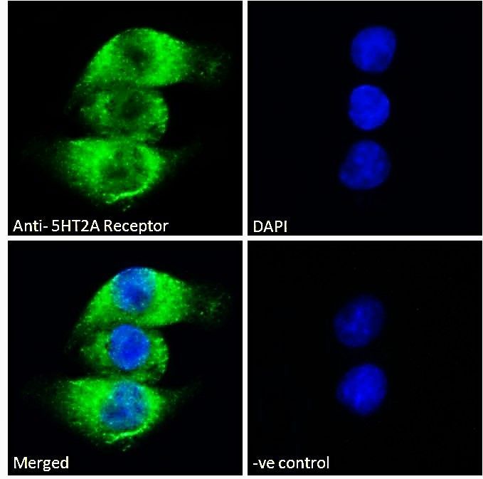 Goat anti-5HT2A Receptor (aa296-309) Antibody