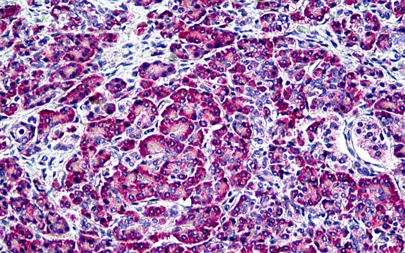 EDF1/MBF1 Antibody