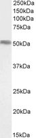 FOXA1/HNF3A Antibody