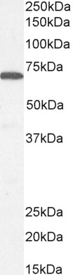 MUNC18/STXBP1 (isoform a) Antibody