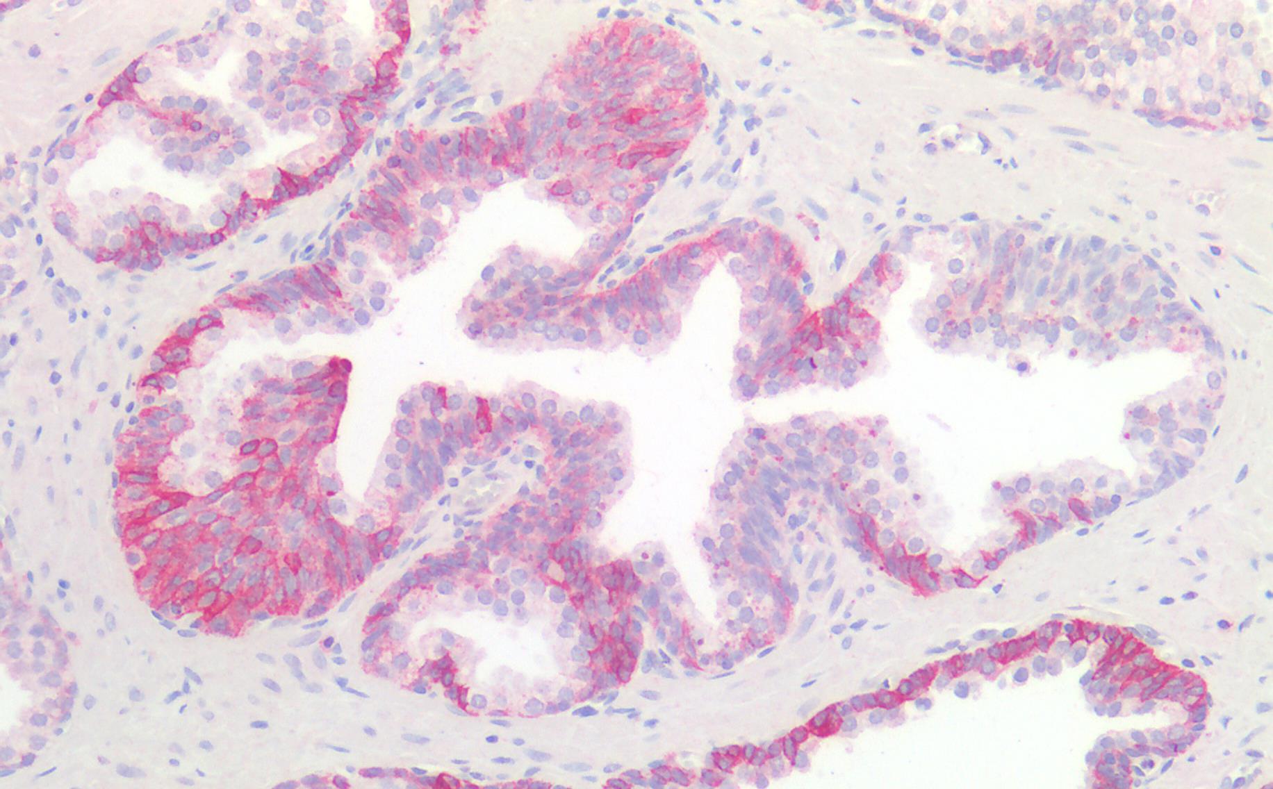 KIT/CD117 Antibody