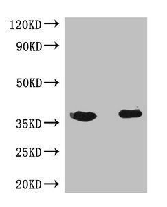 Flag Tag Antibody