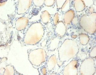 RPS13 Antibody