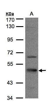 SEPT7 Rabbit Polyclonal Antibody