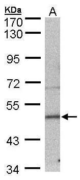 SEPT7 Rabbit Polyclonal Antibody