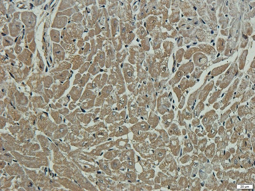 KCNE1 Rabbit Polyclonal Antibody