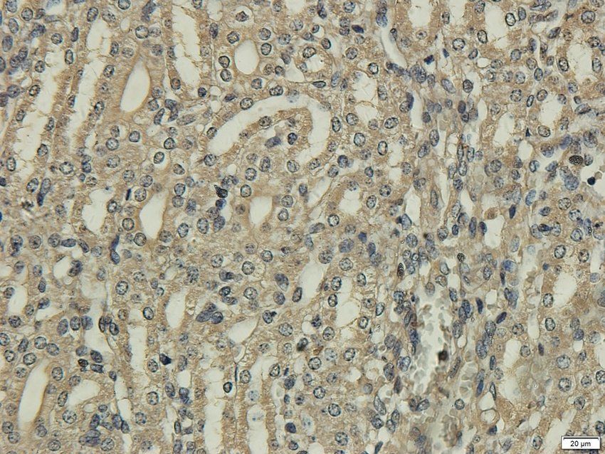 KCNE1 Rabbit Polyclonal Antibody