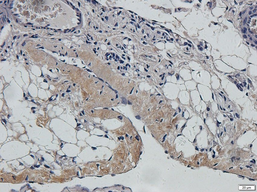 KCNE1 Rabbit Polyclonal Antibody