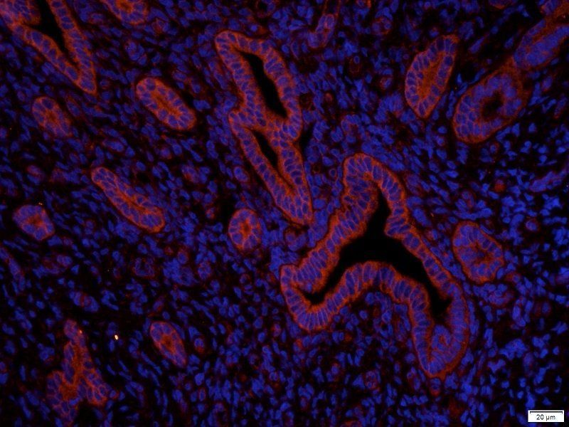 KCNE1 Rabbit Polyclonal Antibody