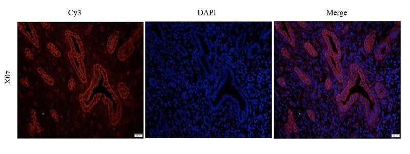 KCNE1 Rabbit Polyclonal Antibody