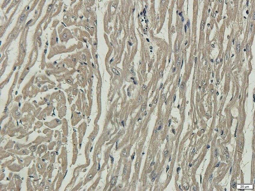 TNFSF12 Rabbit Polyclonal Antibody