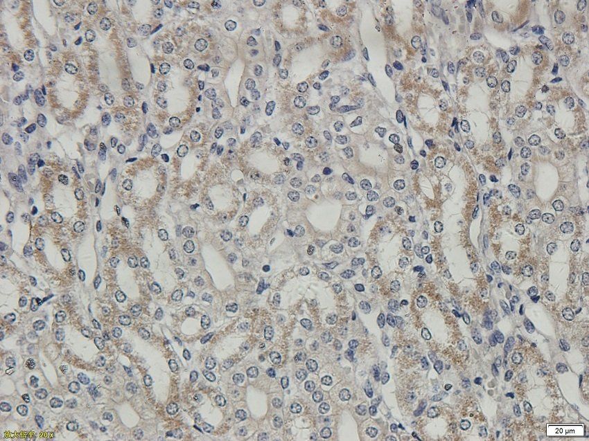 TNFAIP3 Rabbit Polyclonal Antibody