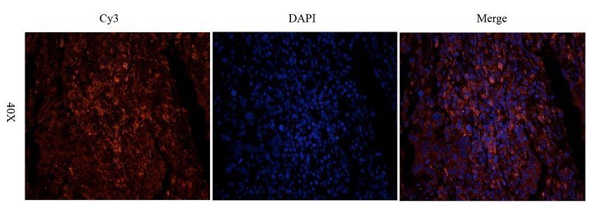 ATRX Rabbit Polyclonal Antibody