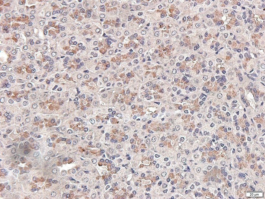 MIF Rabbit Polyclonal Antibody