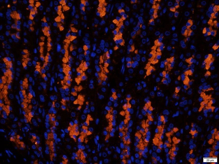 MIF Rabbit Polyclonal Antibody