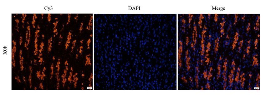 MIF Rabbit Polyclonal Antibody