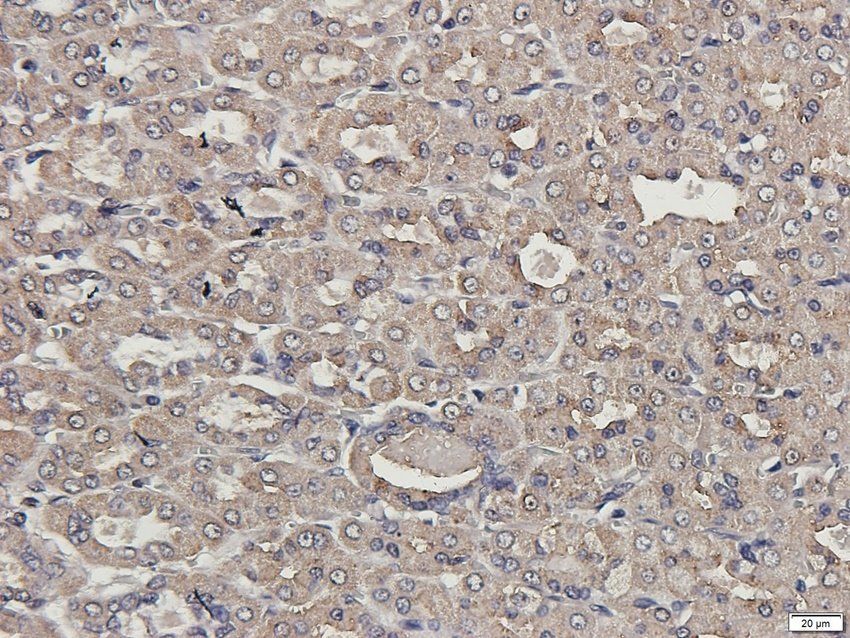 SCG2 Rabbit Polyclonal Antibody