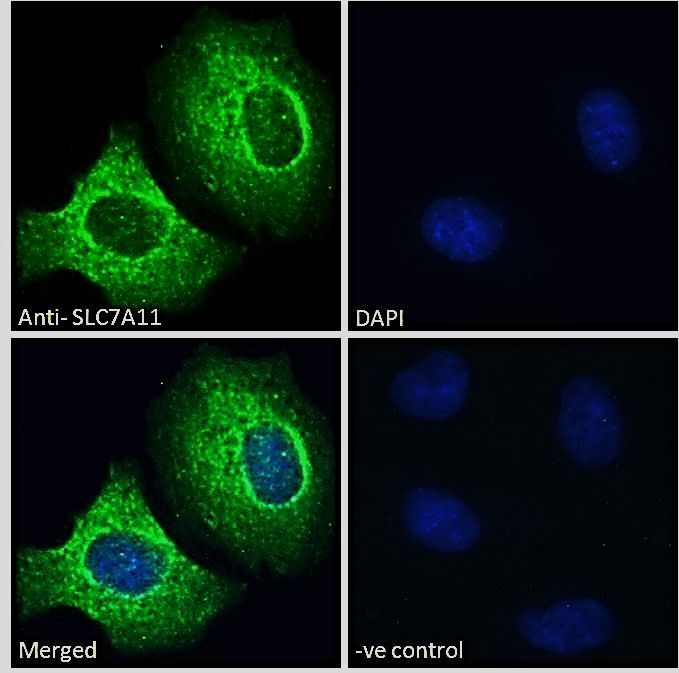 Goat anti-SLC7A11 Antibody