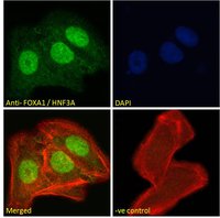 FOXA1/HNF3A Antibody