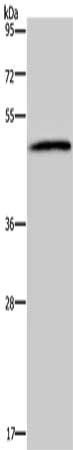 HTR2B Antibody