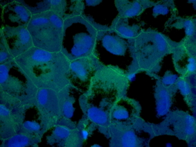 ZO1 Antibody