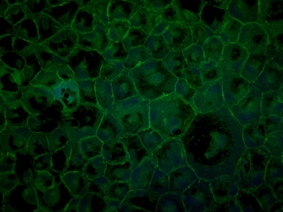 ZO1 Antibody