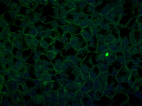 ZO1 Antibody