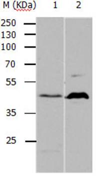 5HT1A Rabbit Polyclonal Antibody