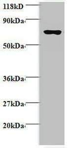 RPL15 Antibody