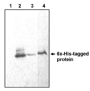 Mouse His Tag Antibody